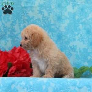 Apple, Maltipoo Puppy